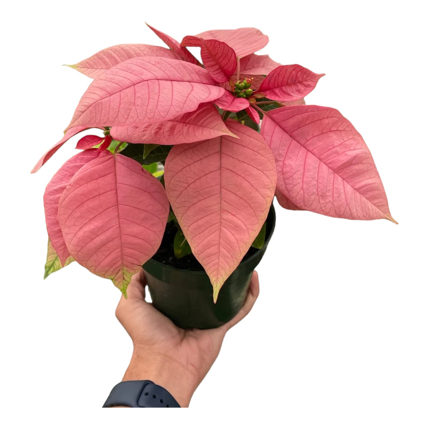 Poinsettia 'Pink'