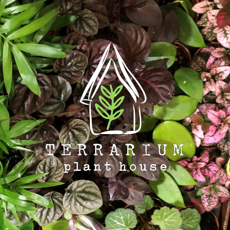 Terrarium ONLINE SHOP Gift Cards