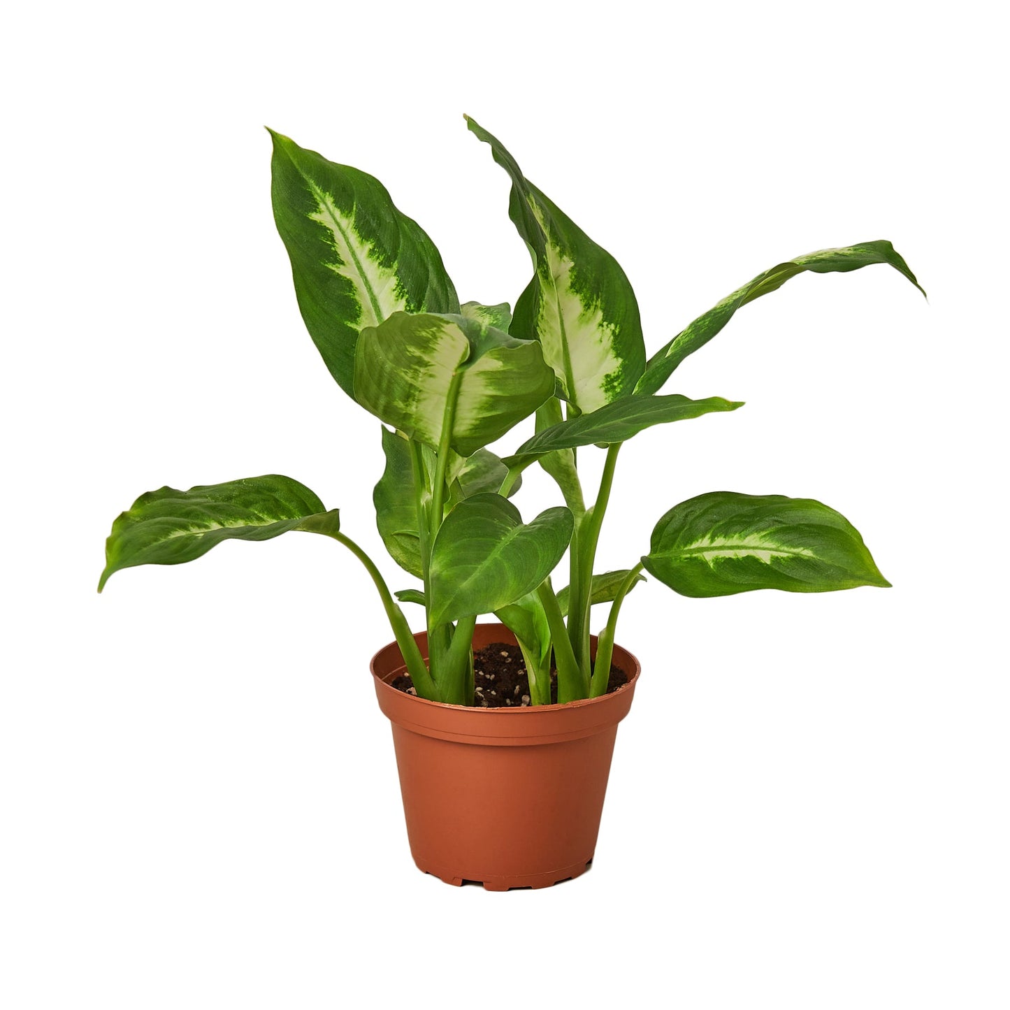 Dieffenbachia Camille