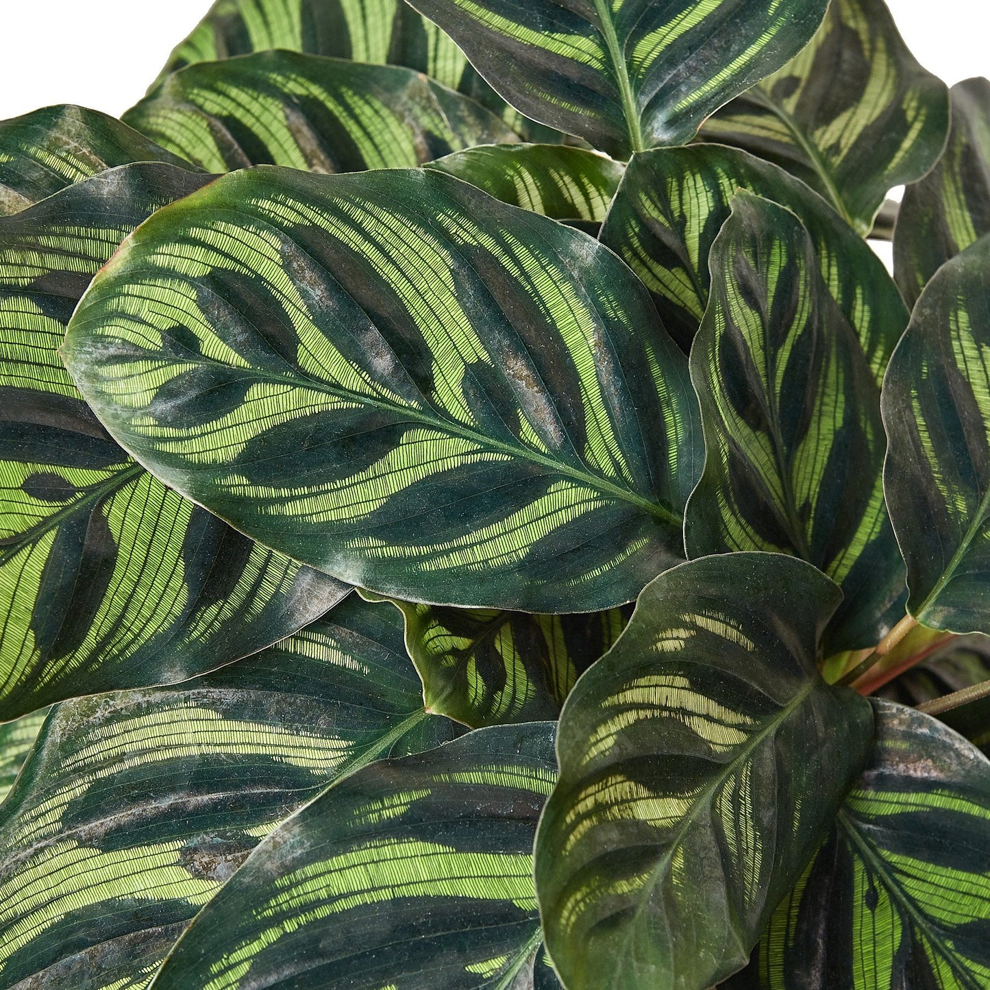 Calathea 'Makoyana' Peacock