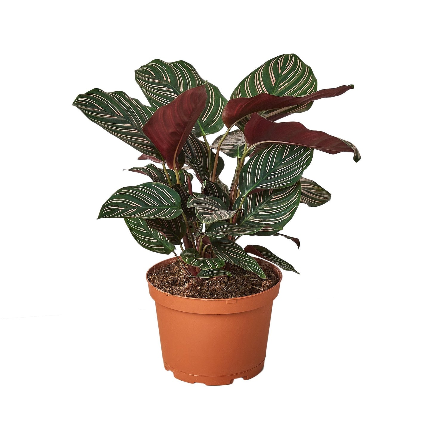 Calathea 'Ornata' Pinstripe