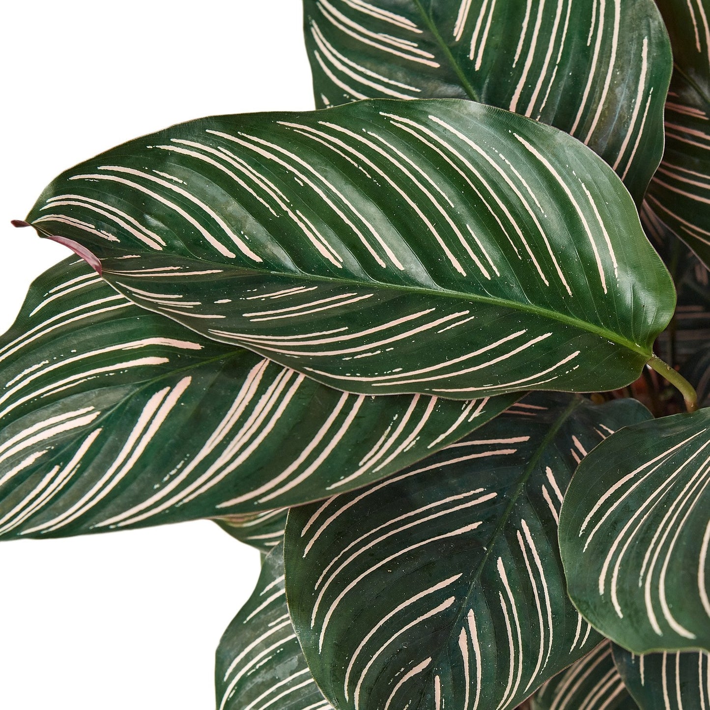 Calathea 'Ornata' Pinstripe