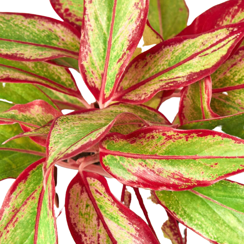 Chinese Evergreen 'Red Siam'