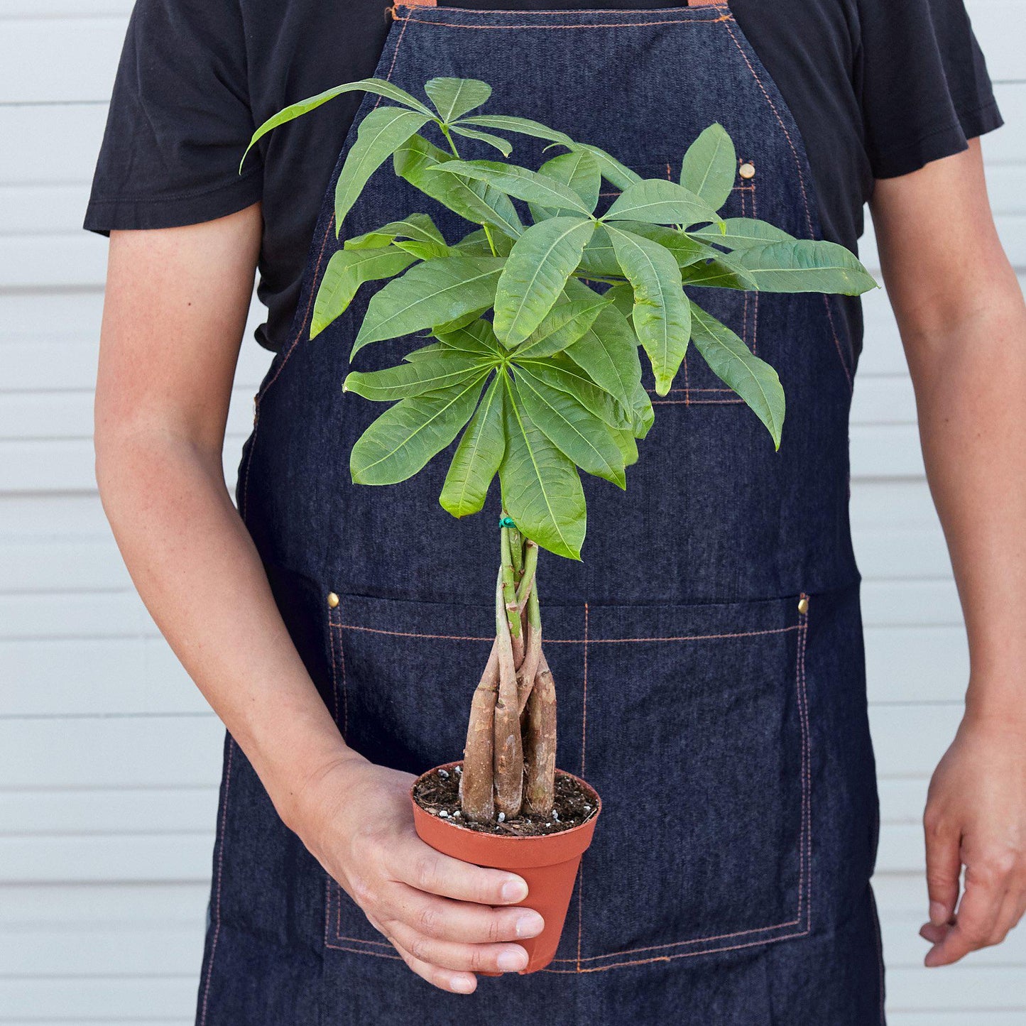 Money Tree 'Guiana Chestnut' Pachira Braid