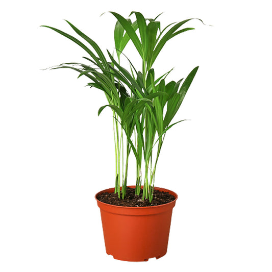 Areca Palm