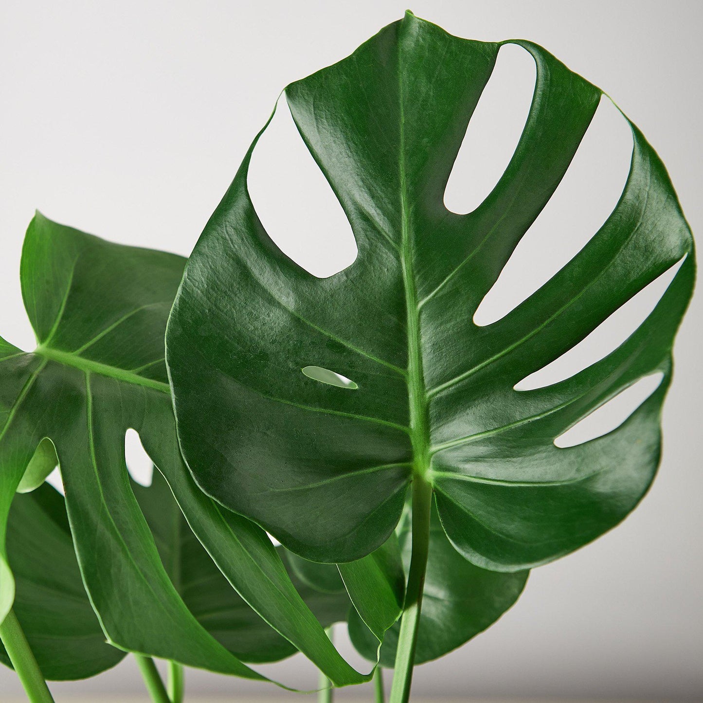 Philodendron Monstera Split-Leaf