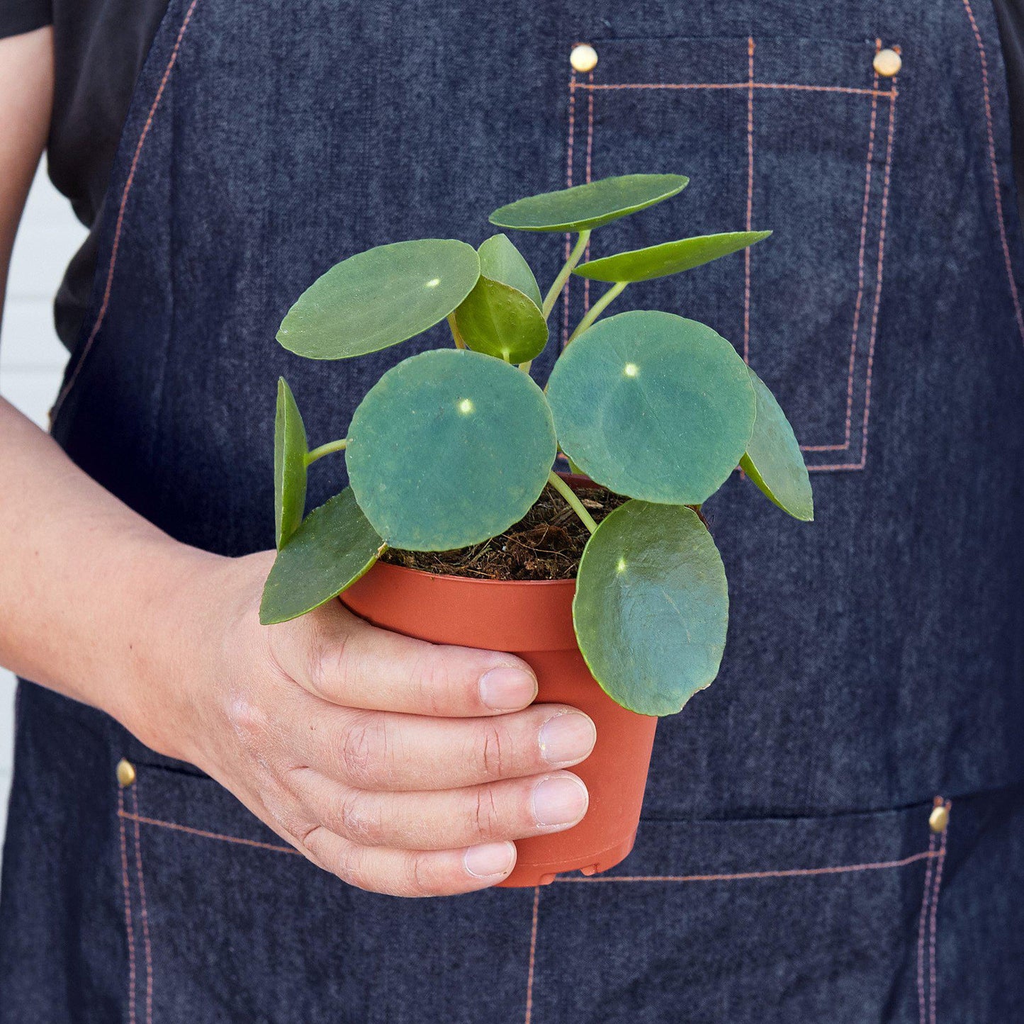 Pilea Peperomioides 'Chinese Money'