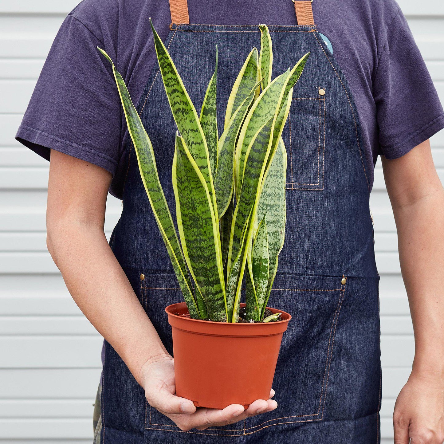 Snake Plant Laurentii