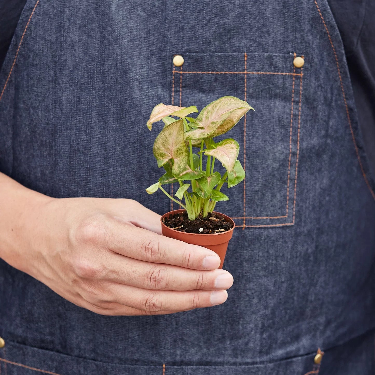 Syngonium Strawberry