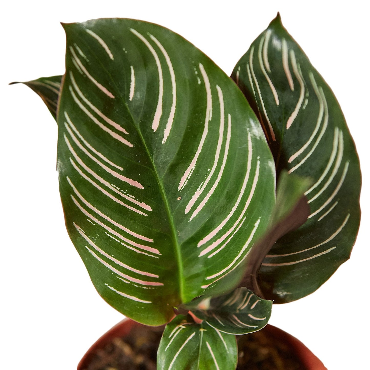 Calathea 'Ornata' Pinstripe