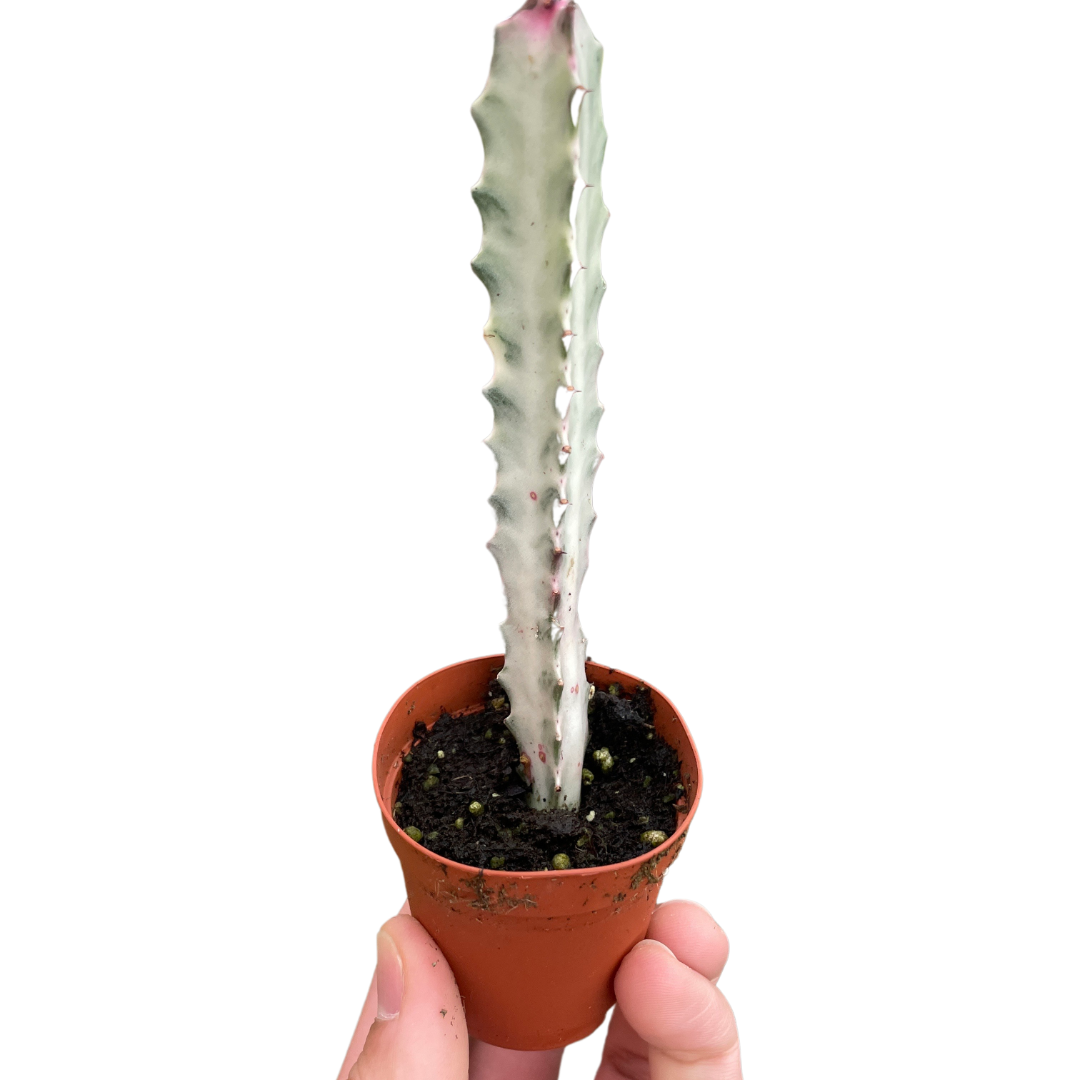 Succulent Euphorbia 'Dragon Bone'