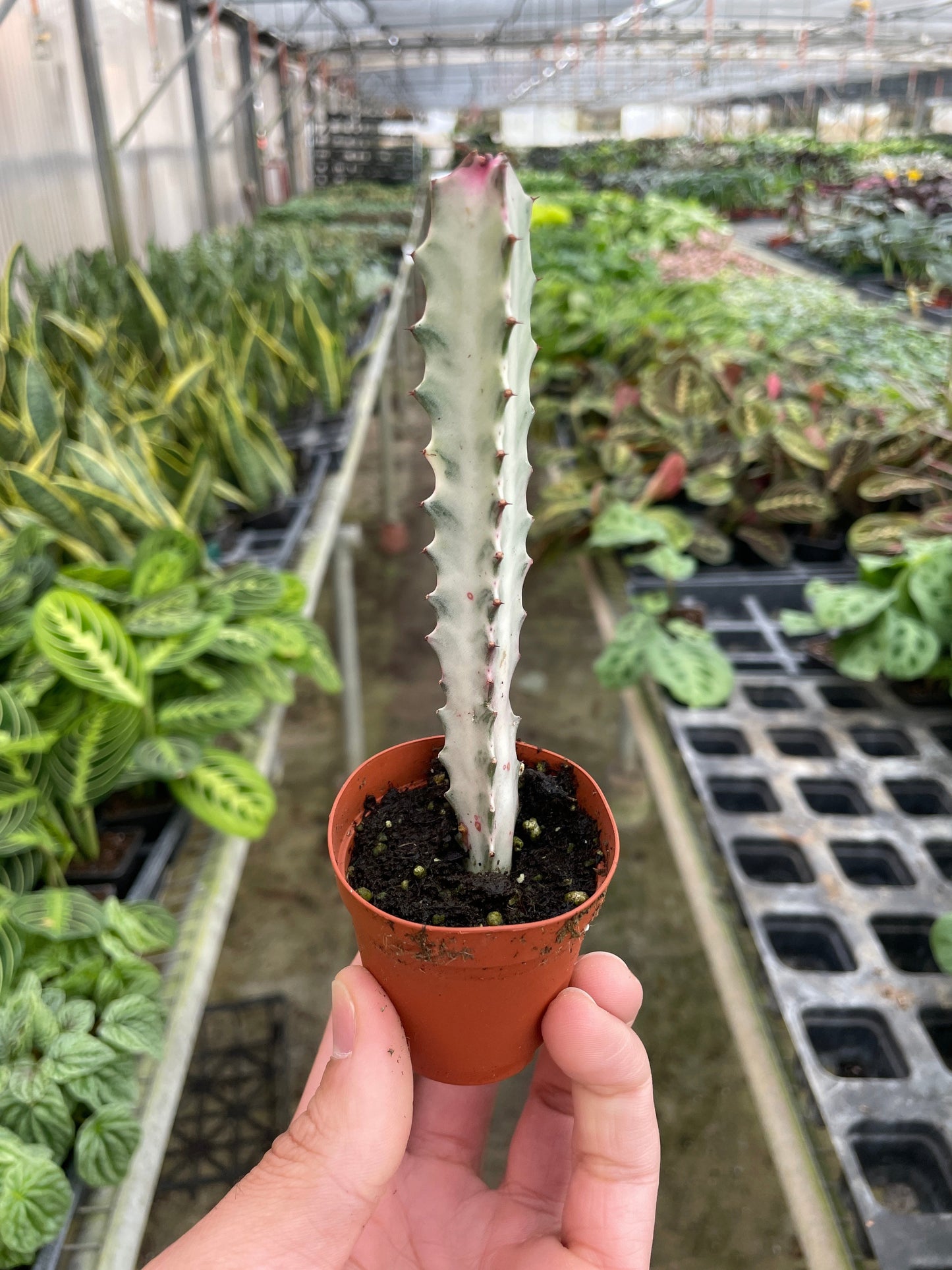 Succulent Euphorbia 'Dragon Bone'