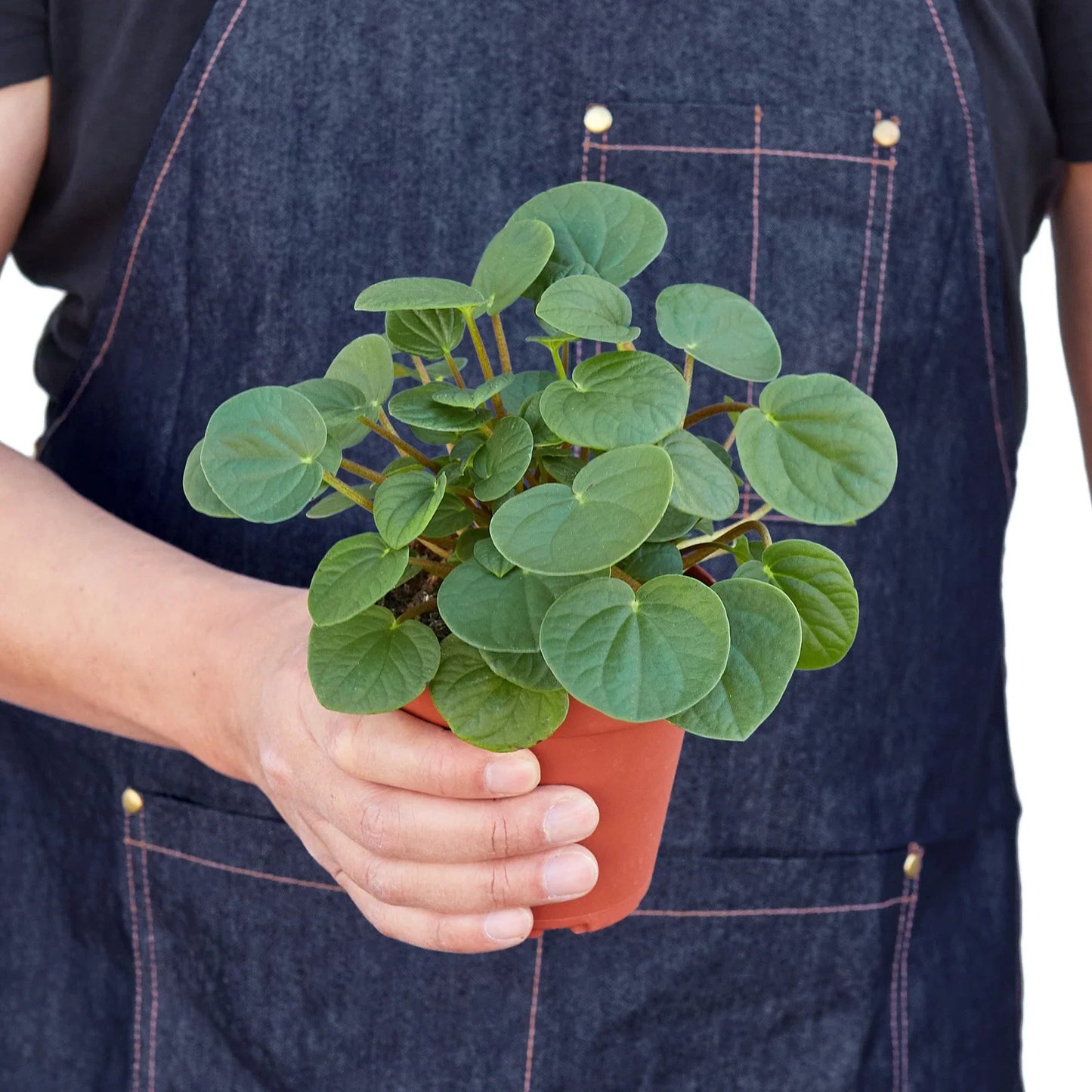 Peperomia 'Rana Verde'