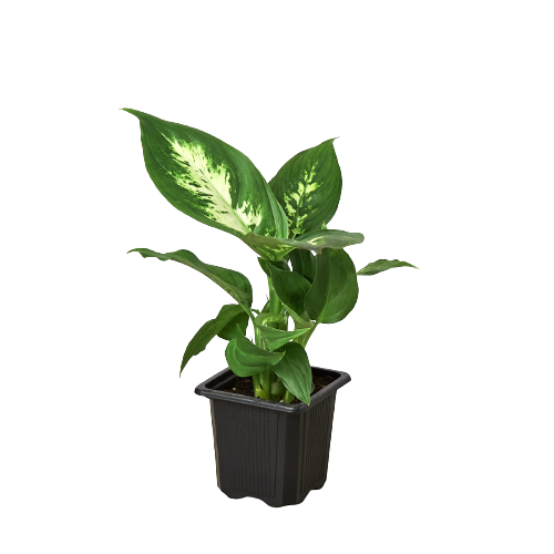 Dieffenbachia Camille