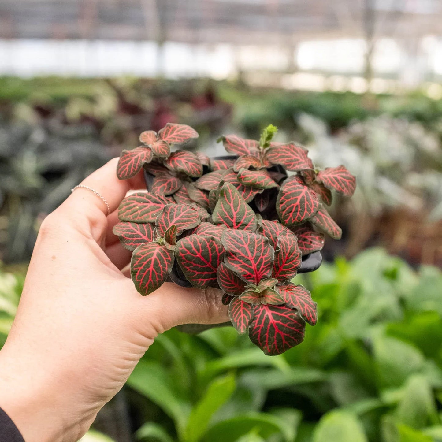 Fittonia 'Red'