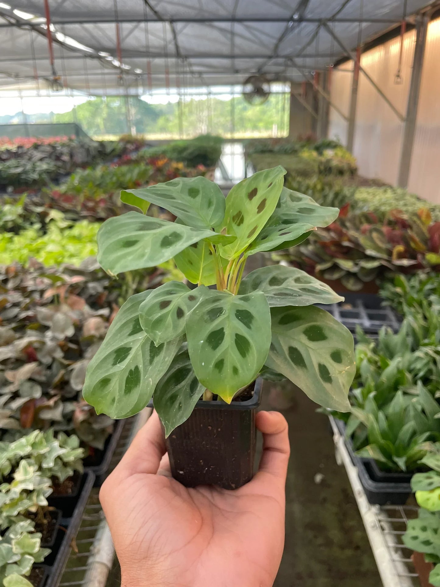 Maranta 'Leuconeura'