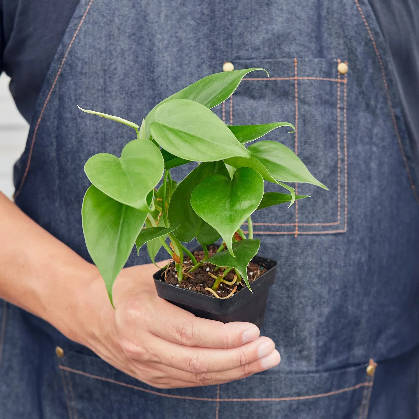 Philodendron Cordatum Heartleaf