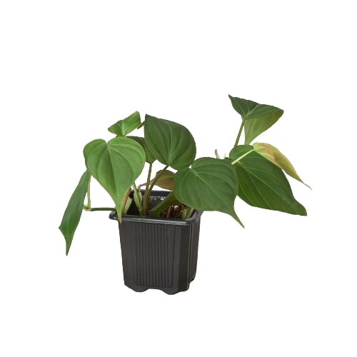 Philodendron 'Velvet' Micans