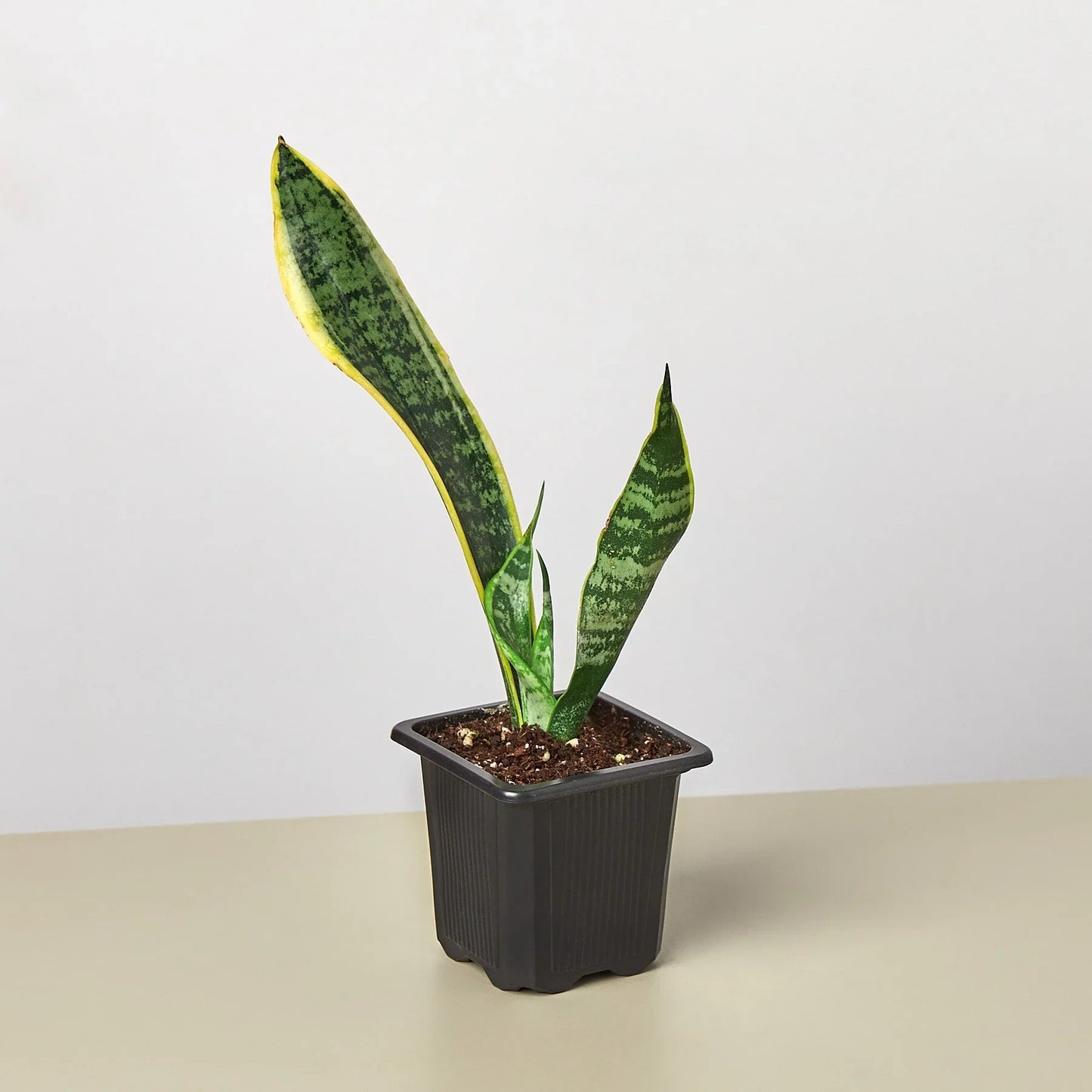 Snake Plant Laurentii