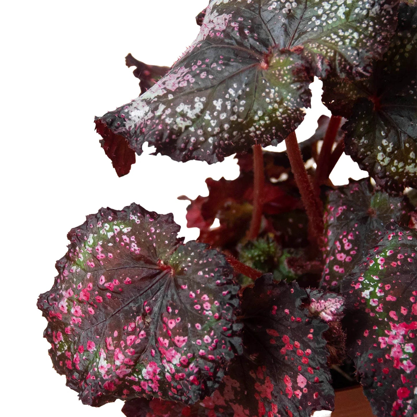 Begonia 'Rex' - 4 Pack Variety