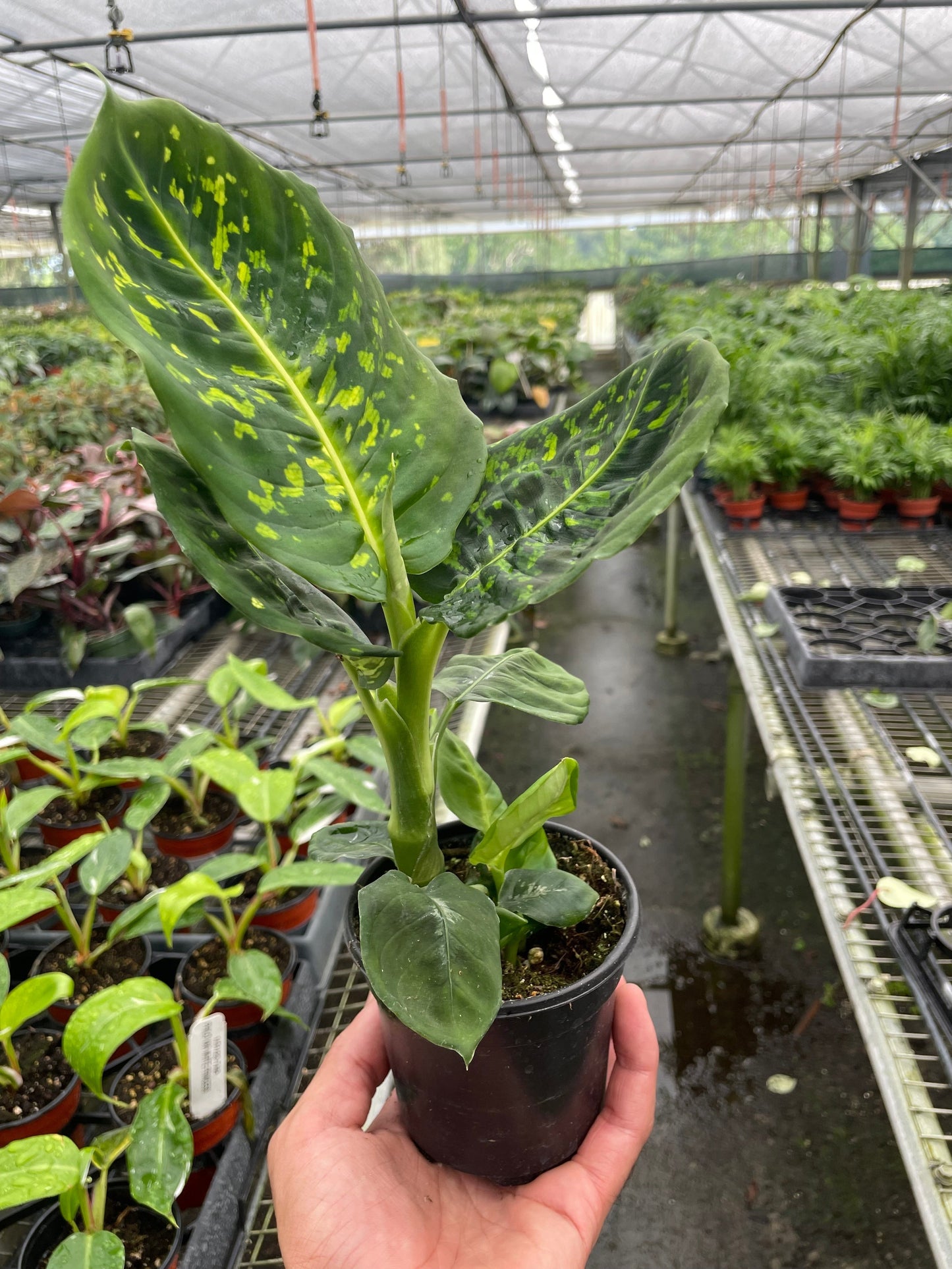 Dieffenbachia 'Reflector'