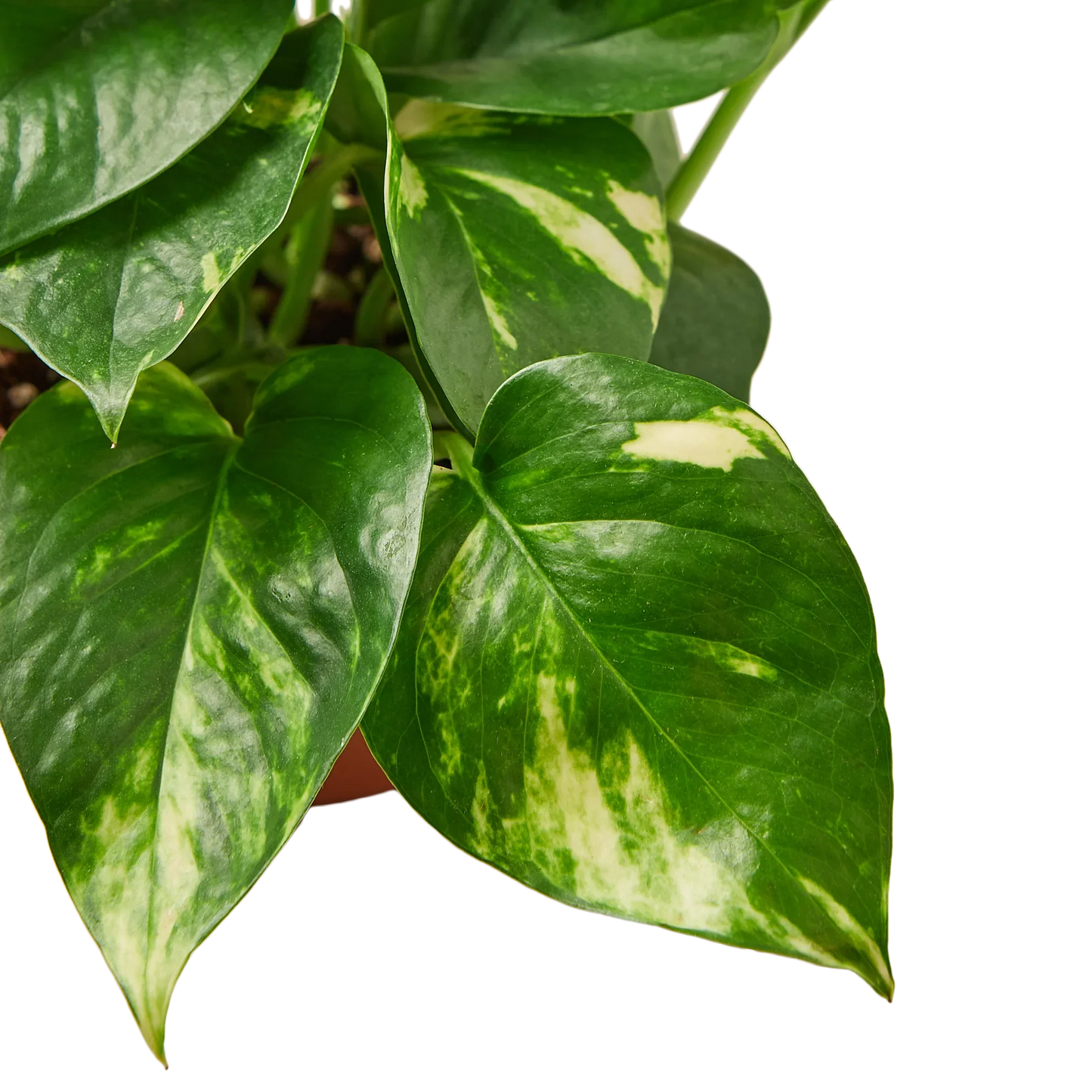 Pothos 'Golden'