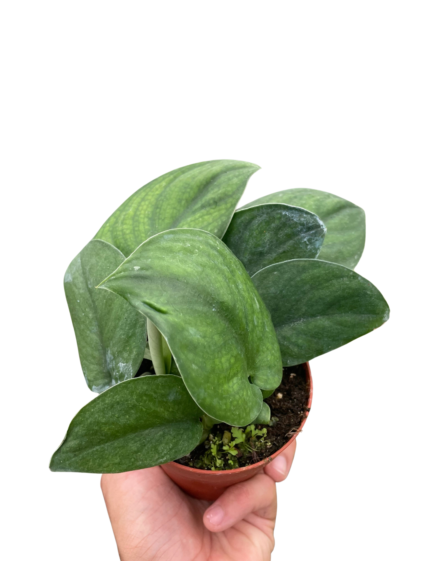 Pothos Jade Satin