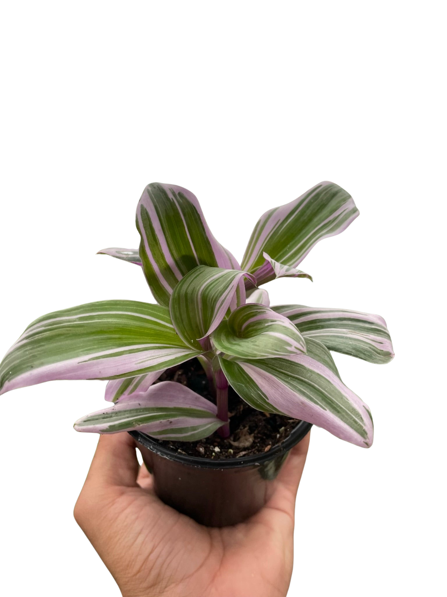 Tradescantia 'Nanouk'