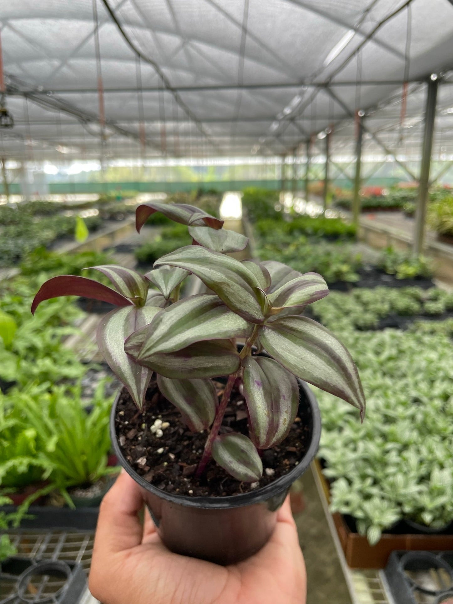 Tradescantia Zebrina 'Wandering Dude'