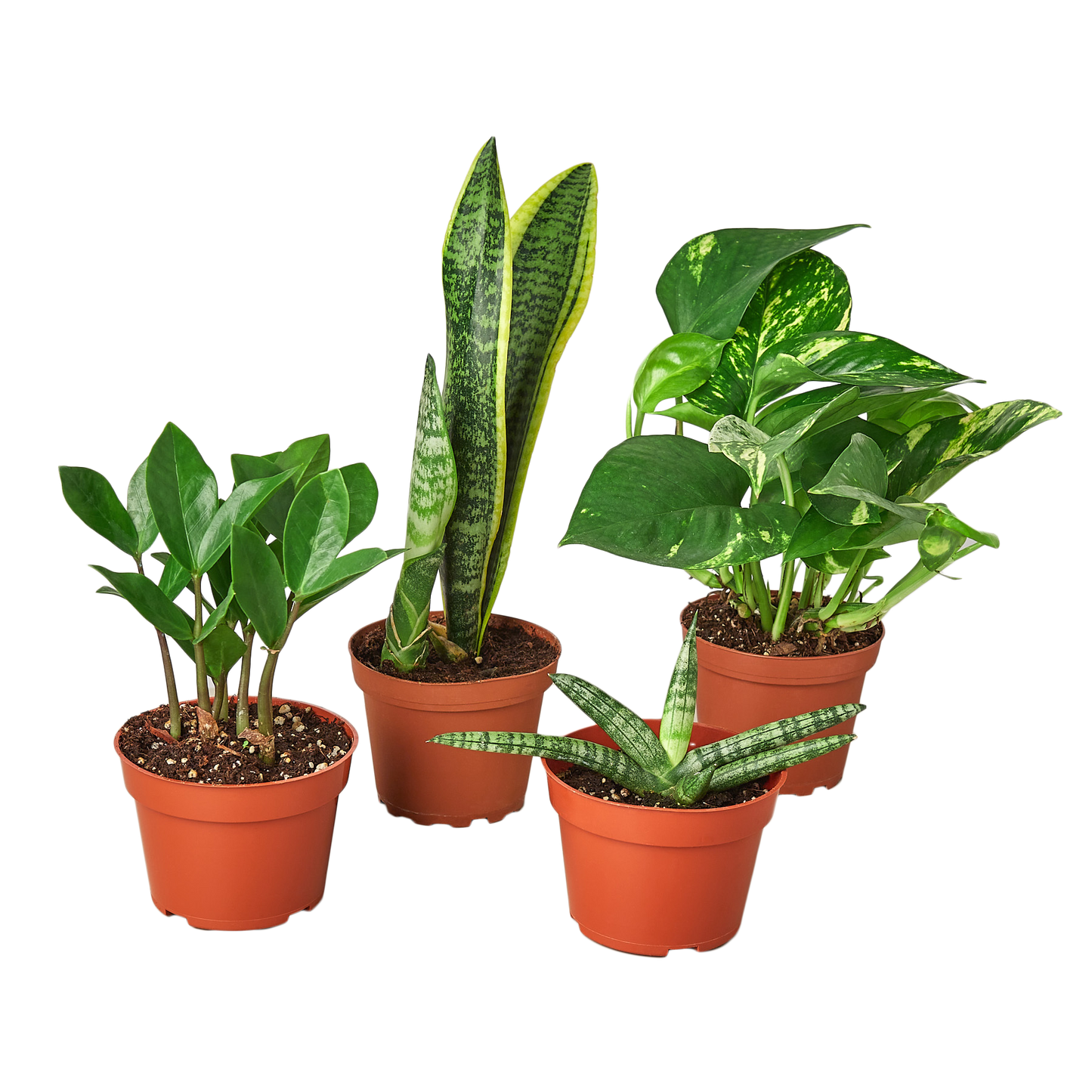 Easy Care Plant Variety Bundle