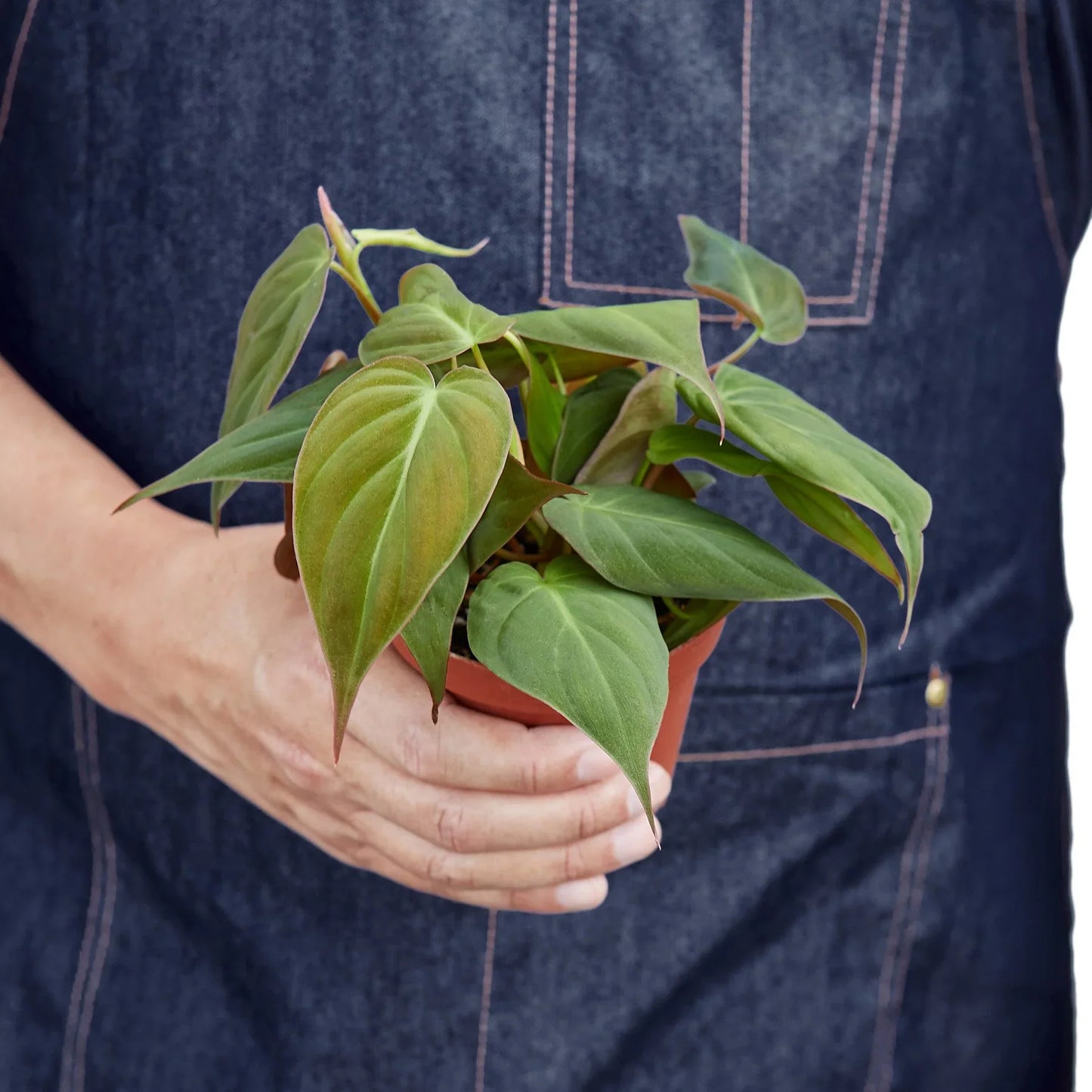 Philodendron 'Velvet' Micans