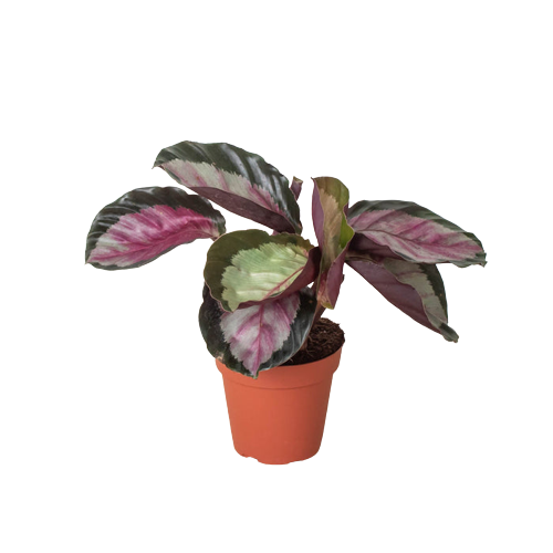 Calathea roseopicta 'Silvia'