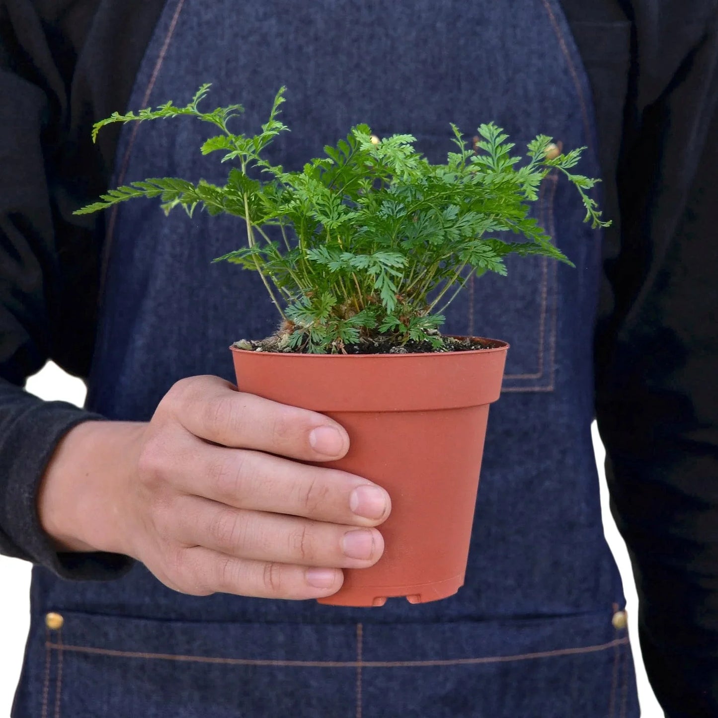 Rabbit's Foot Fern