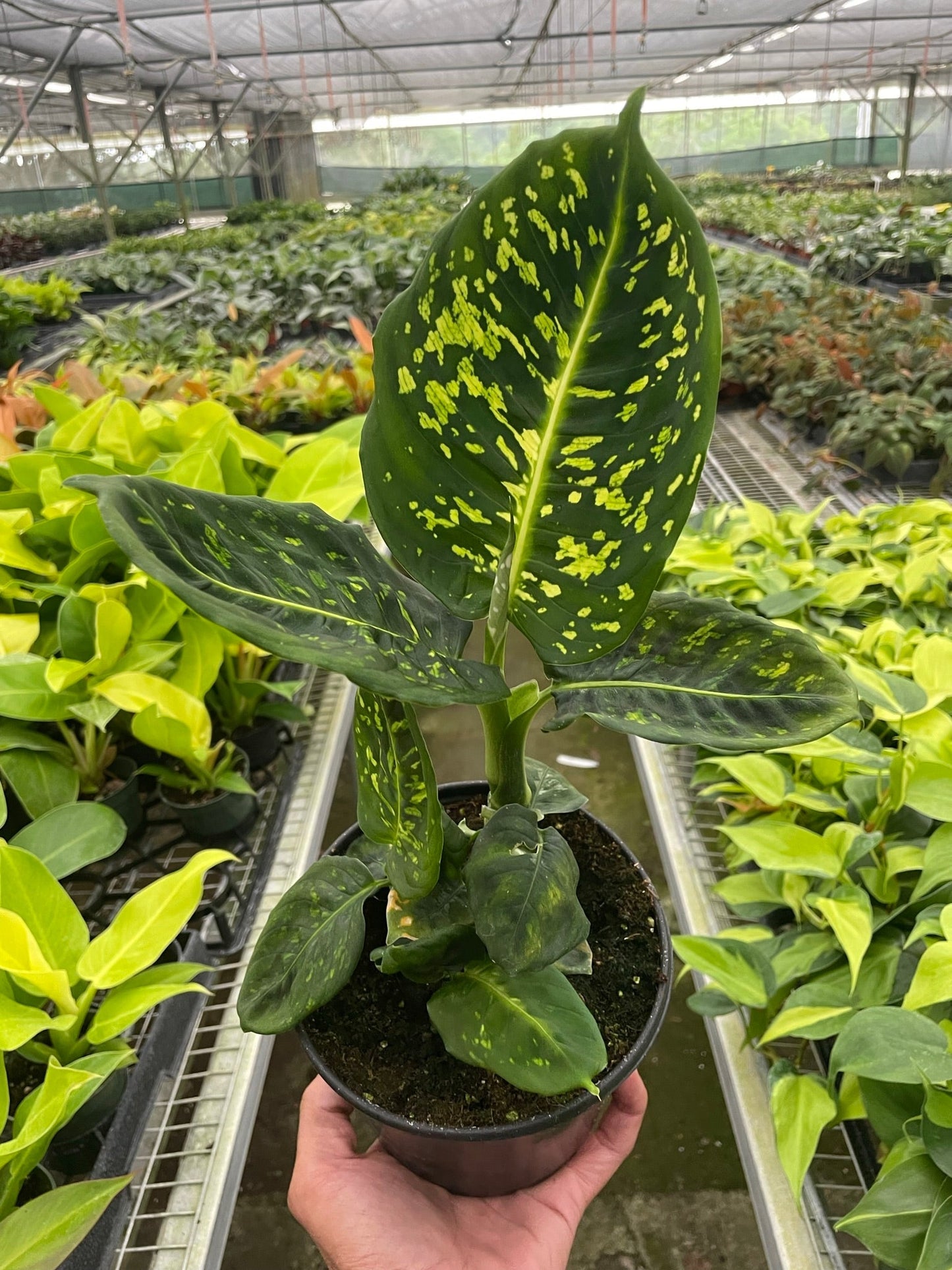 Dieffenbachia 'Reflector'