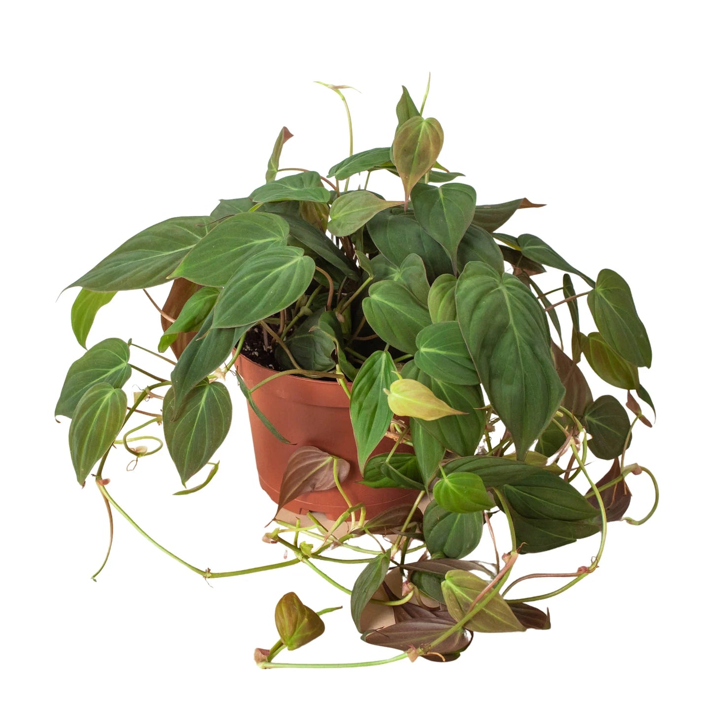 Philodendron 'Velvet' Micans