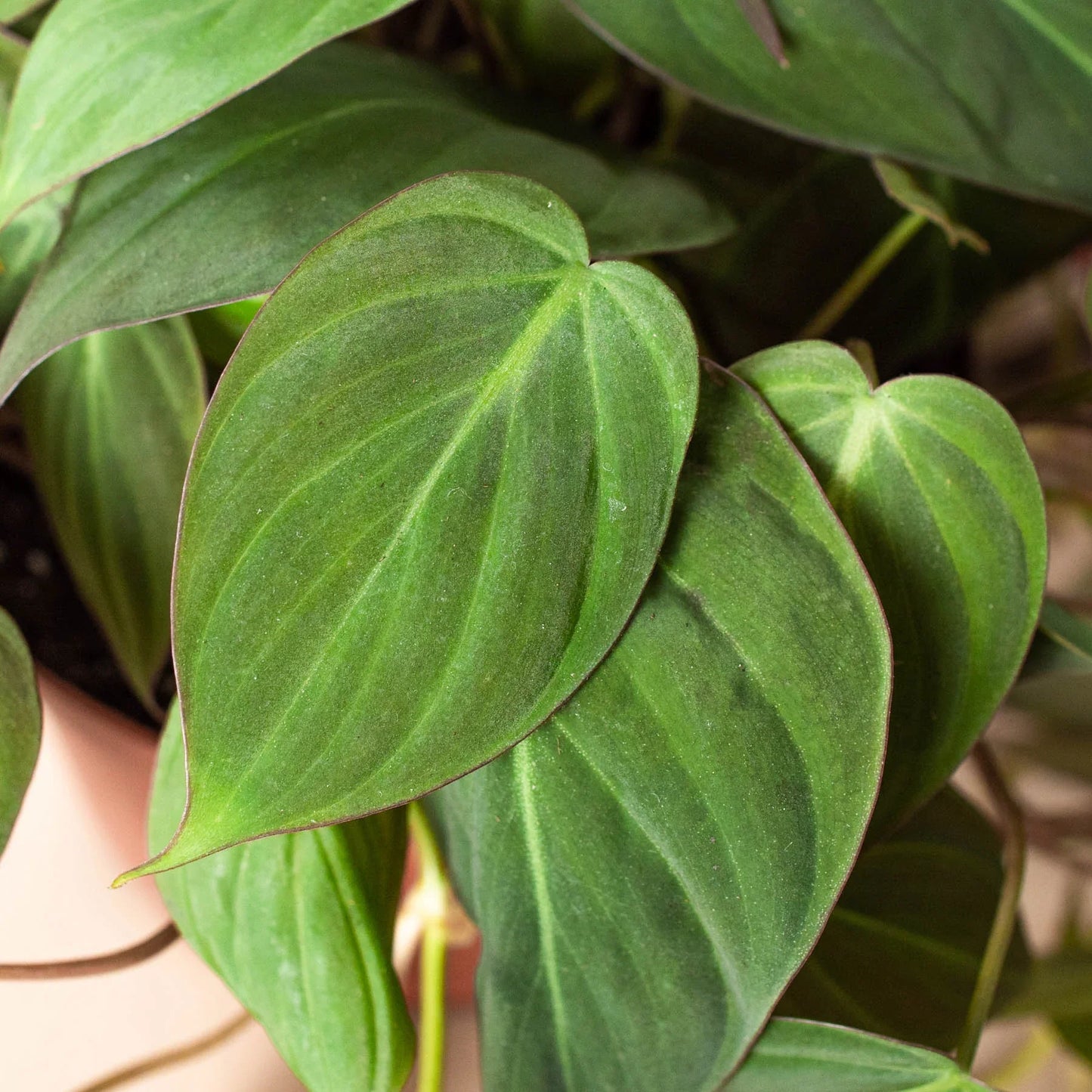 Philodendron 'Velvet' Micans