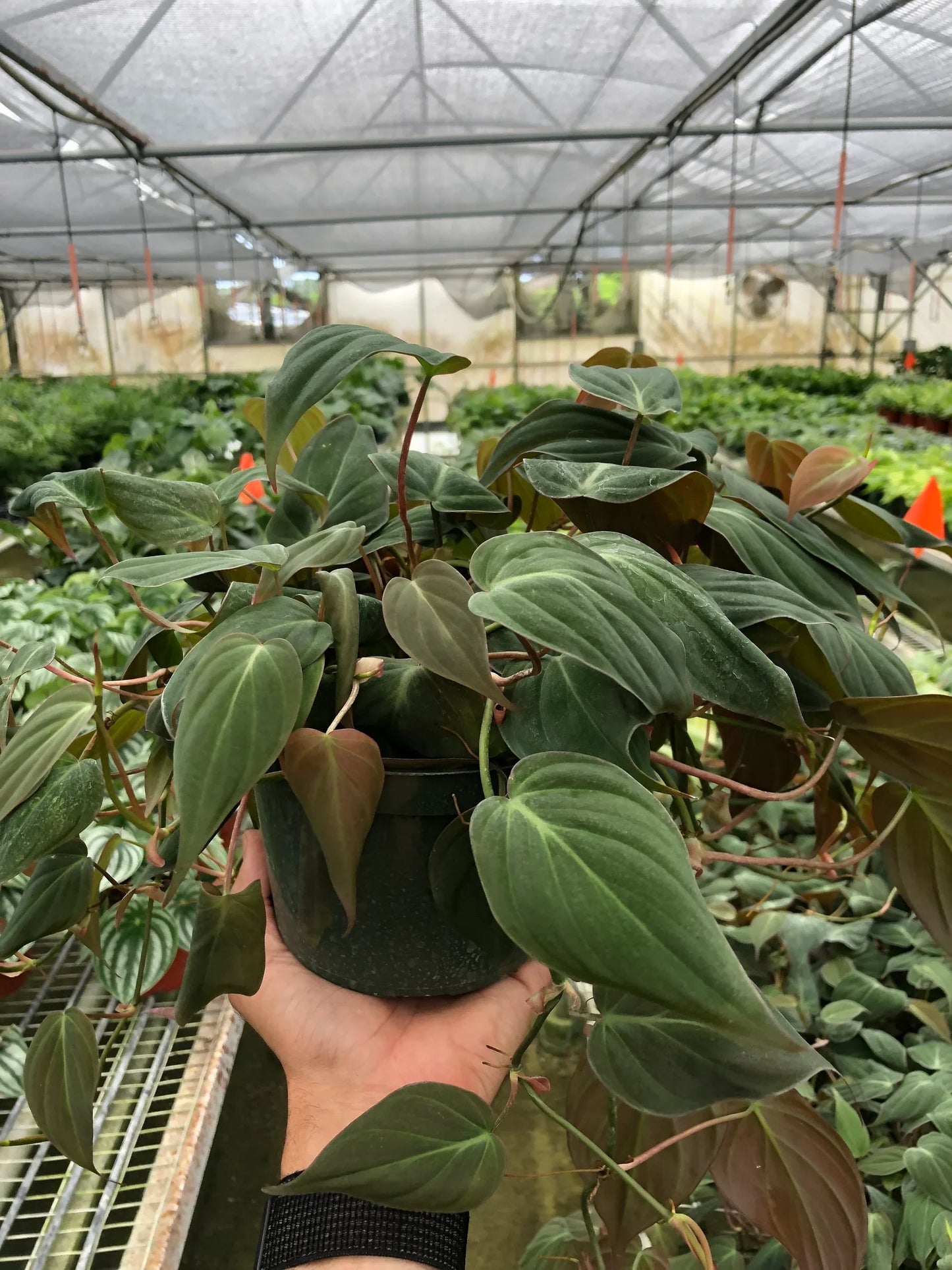 Philodendron 'Velvet' Micans