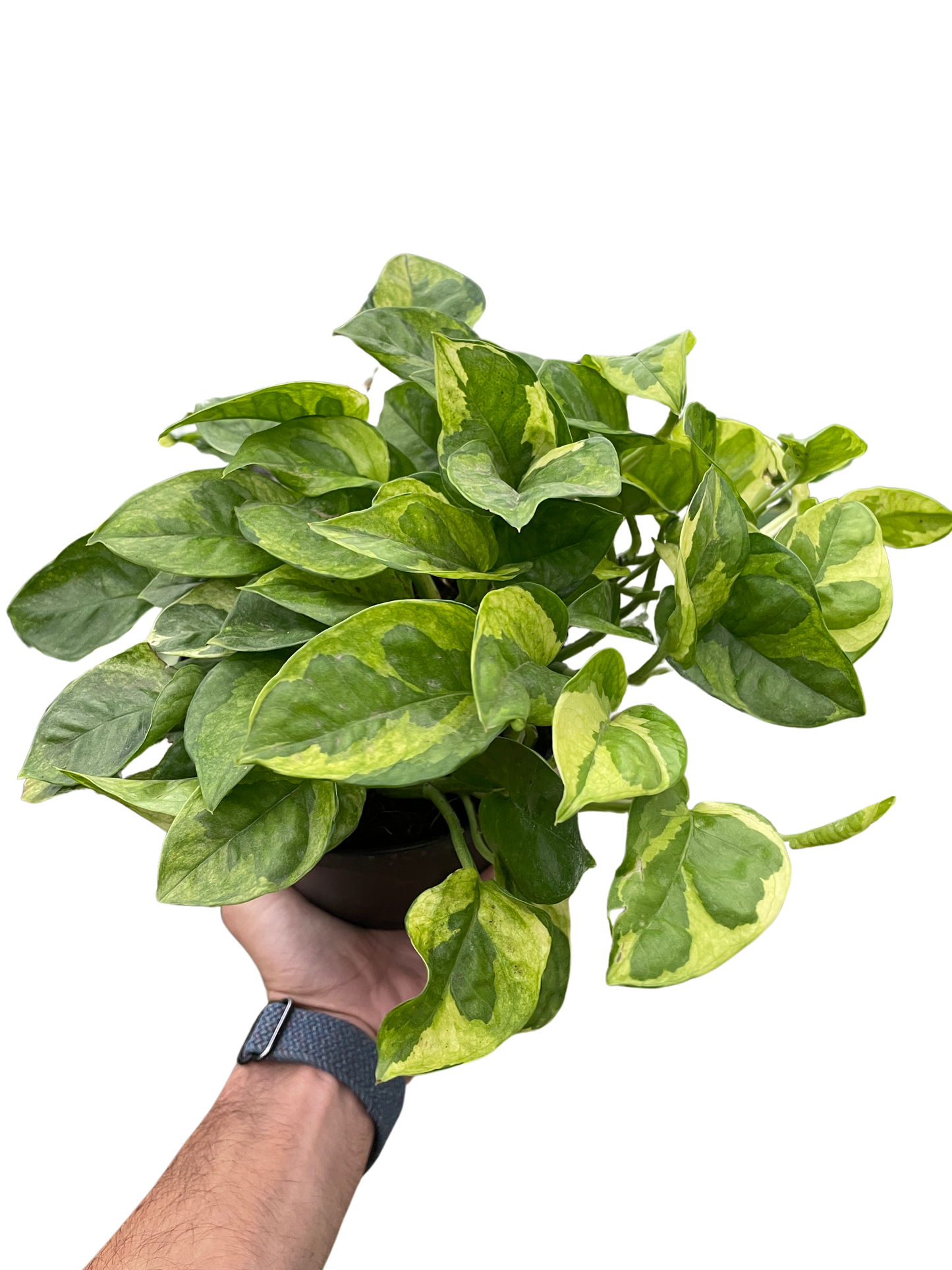 Pothos 'Lemon Meringue'