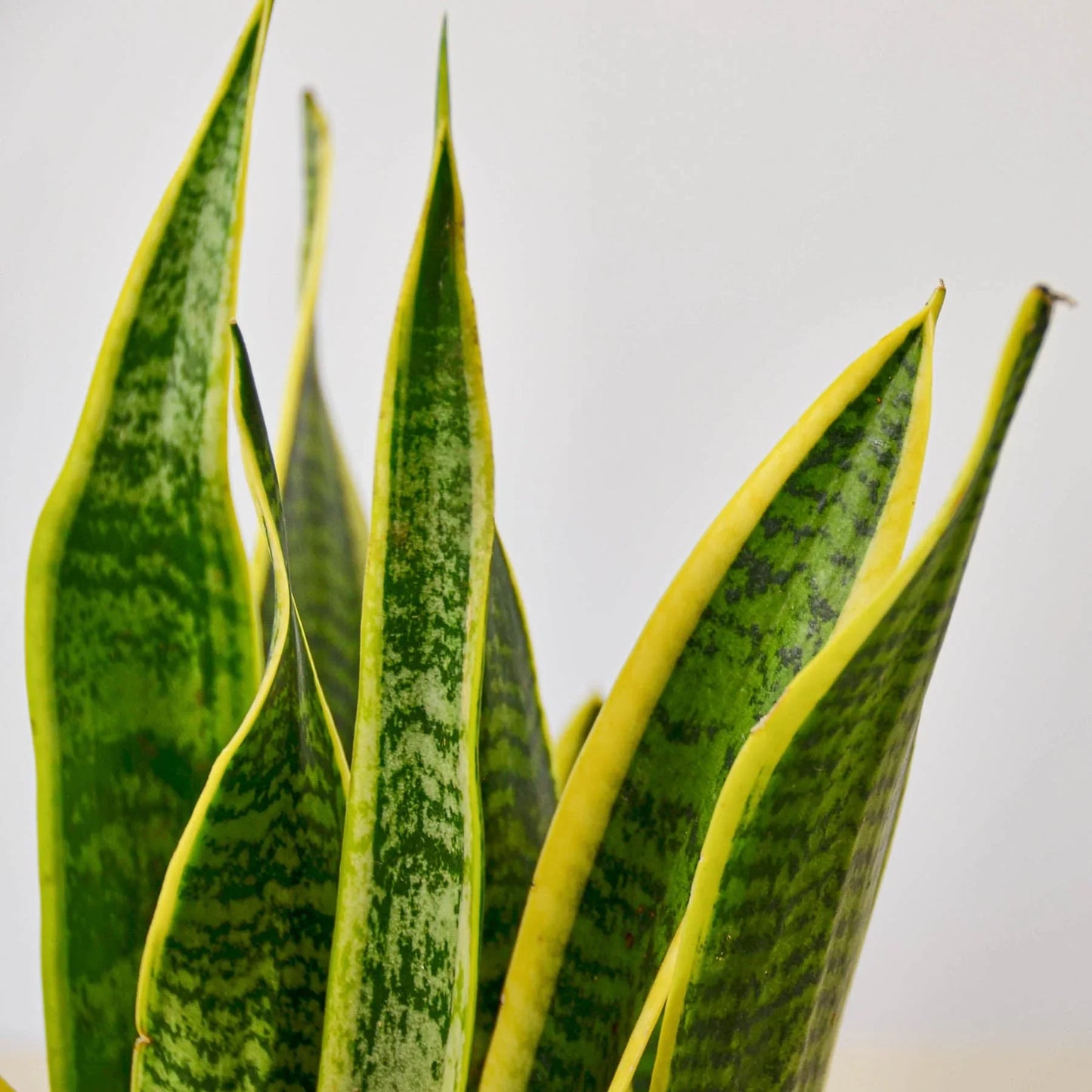 Snake Plant Laurentii