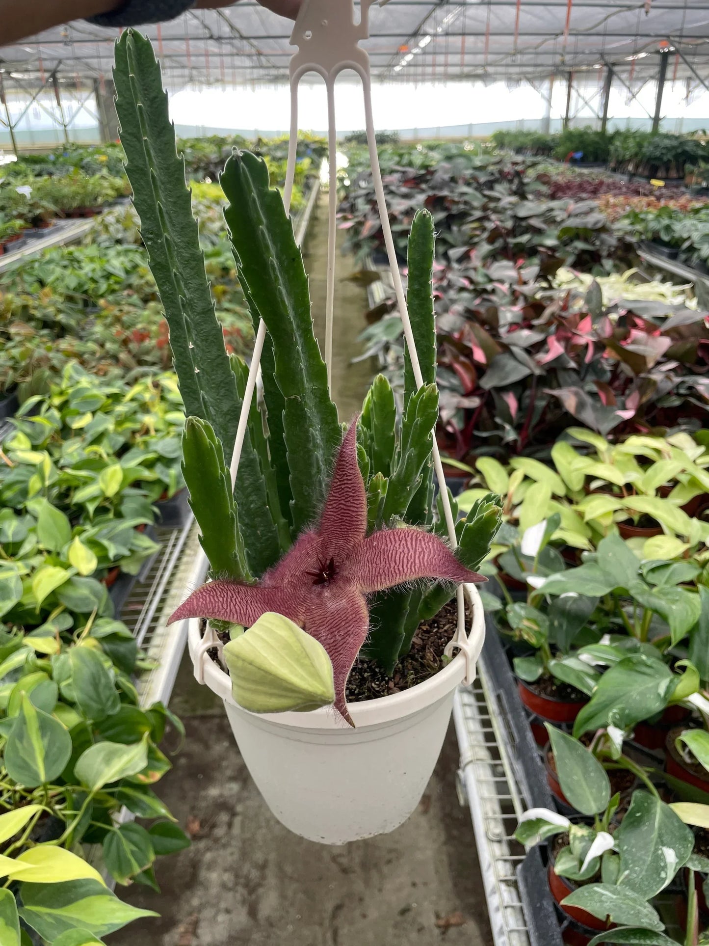 Red Dragon Flower (Huernia schneideriana)