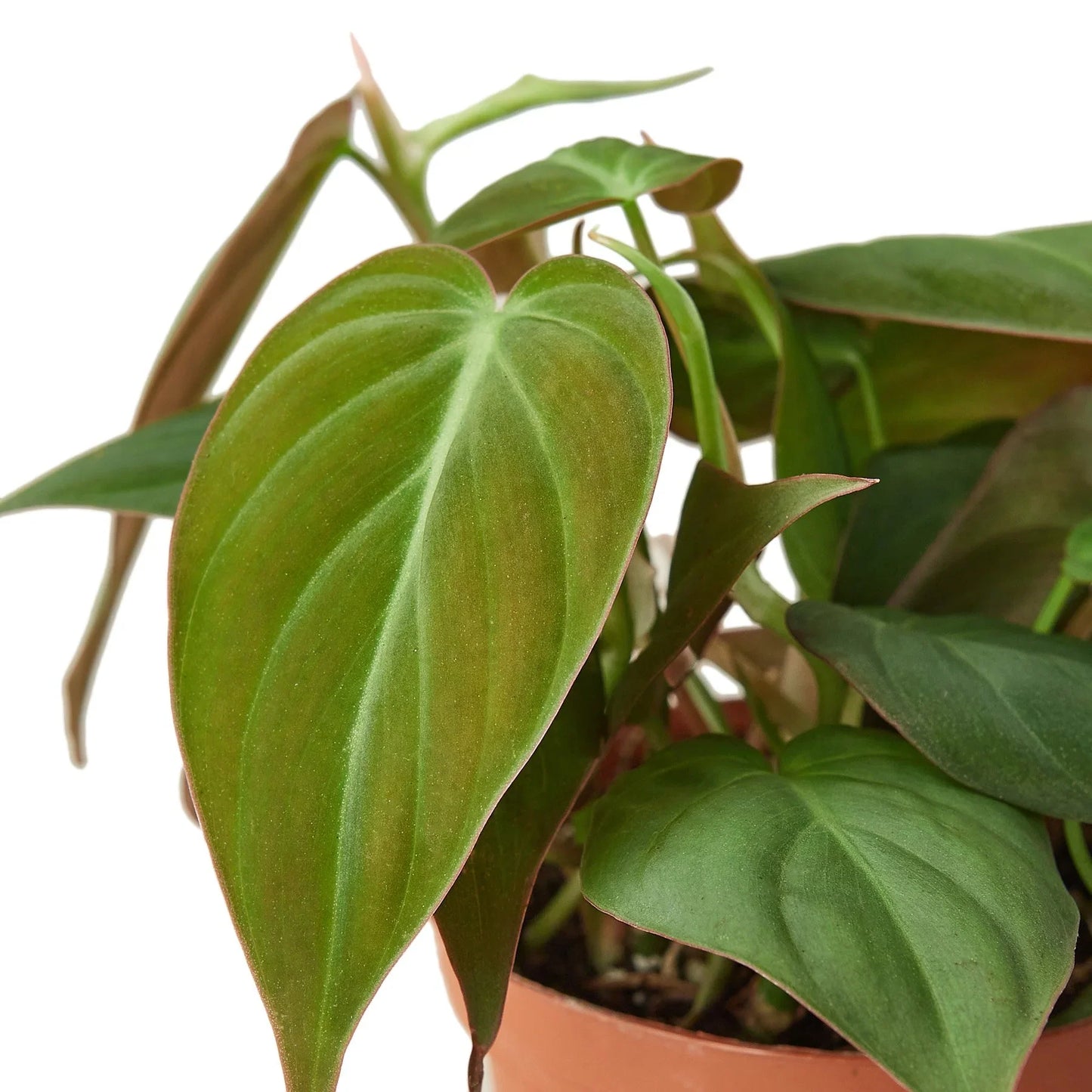 Philodendron 'Velvet' Micans