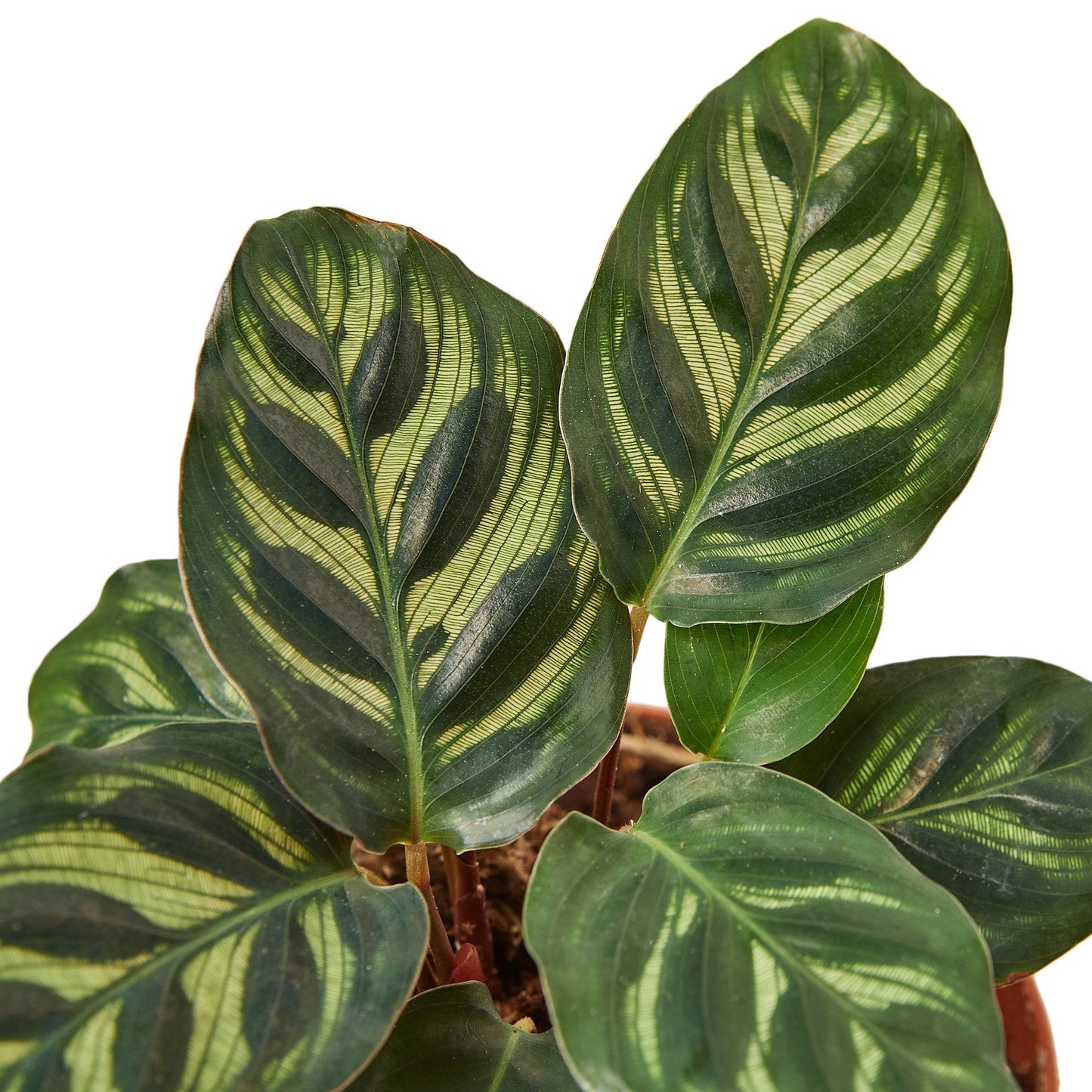 Calathea 'Makoyana' Peacock