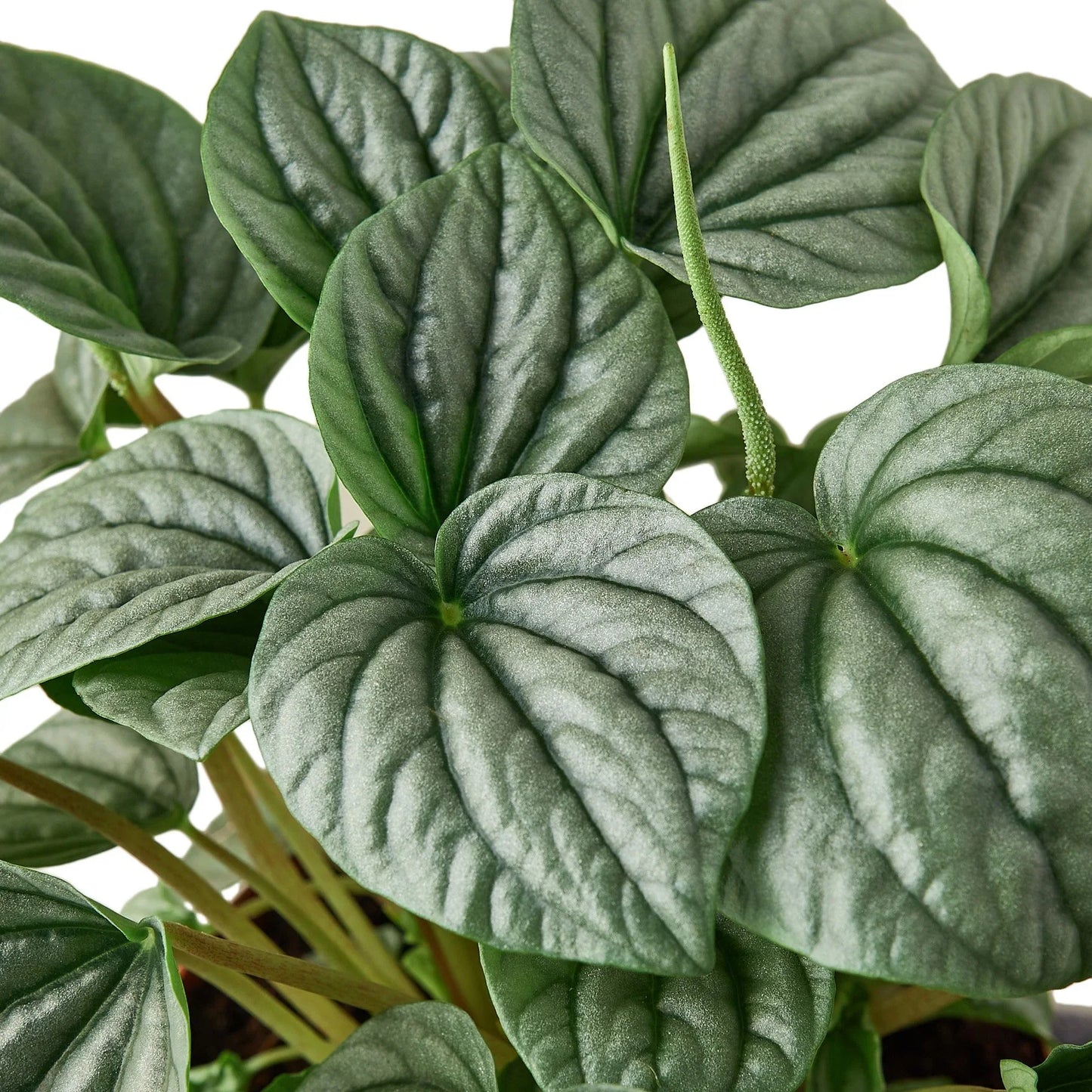 Peperomia 'Frost'