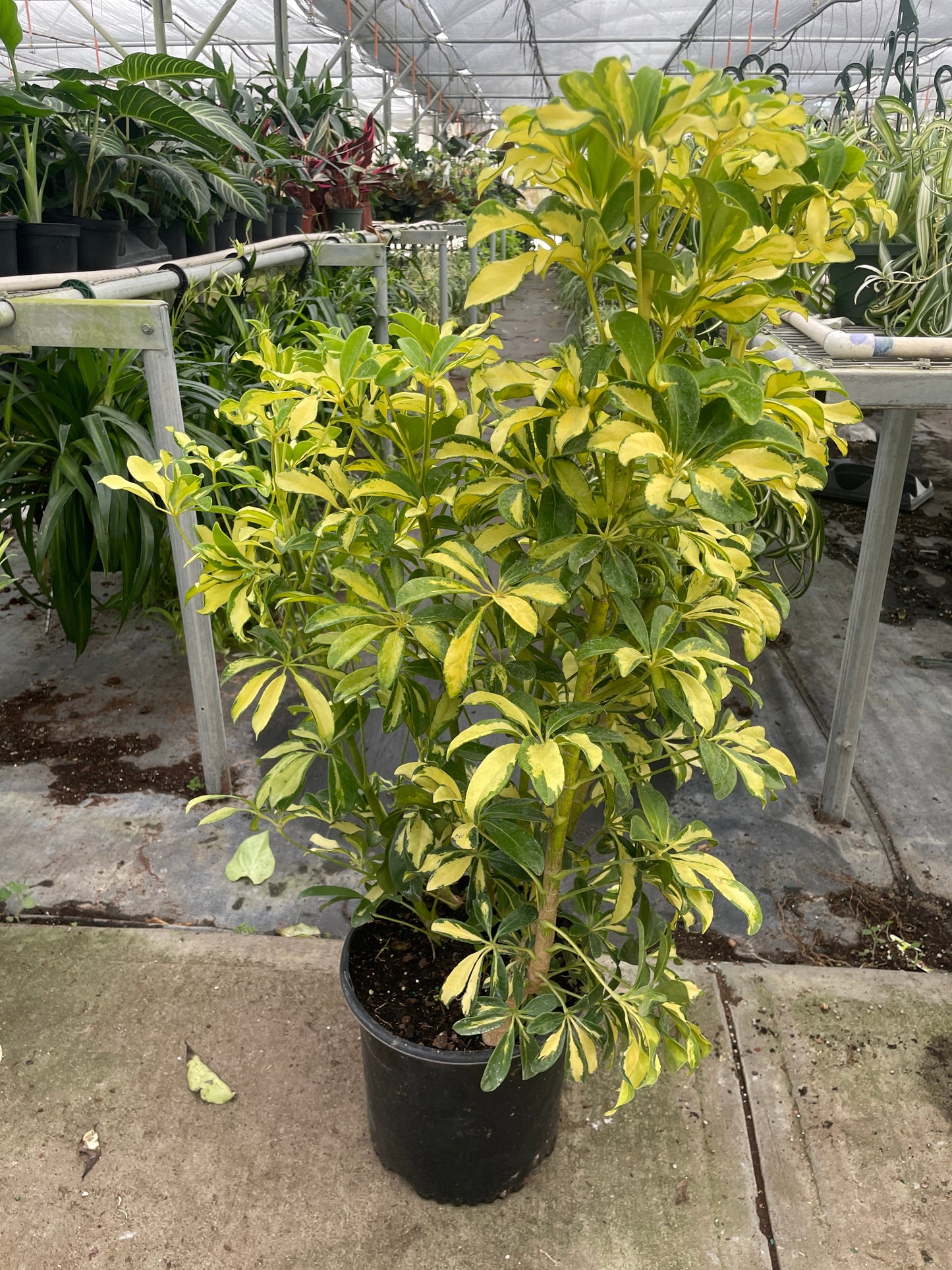 Schefflera Arboricola Variegated 'Umbrella'