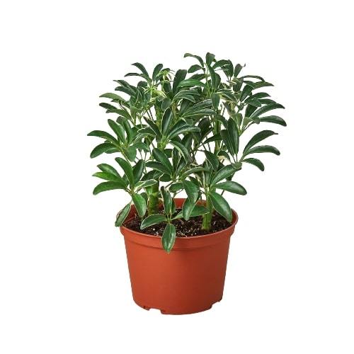 Schefflera Moonlight 'Umbrella Plant'