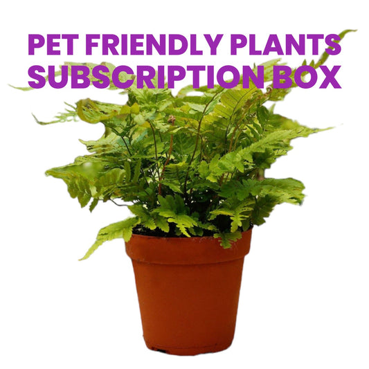 Pet Friendly Plants Monthly Subscription Box