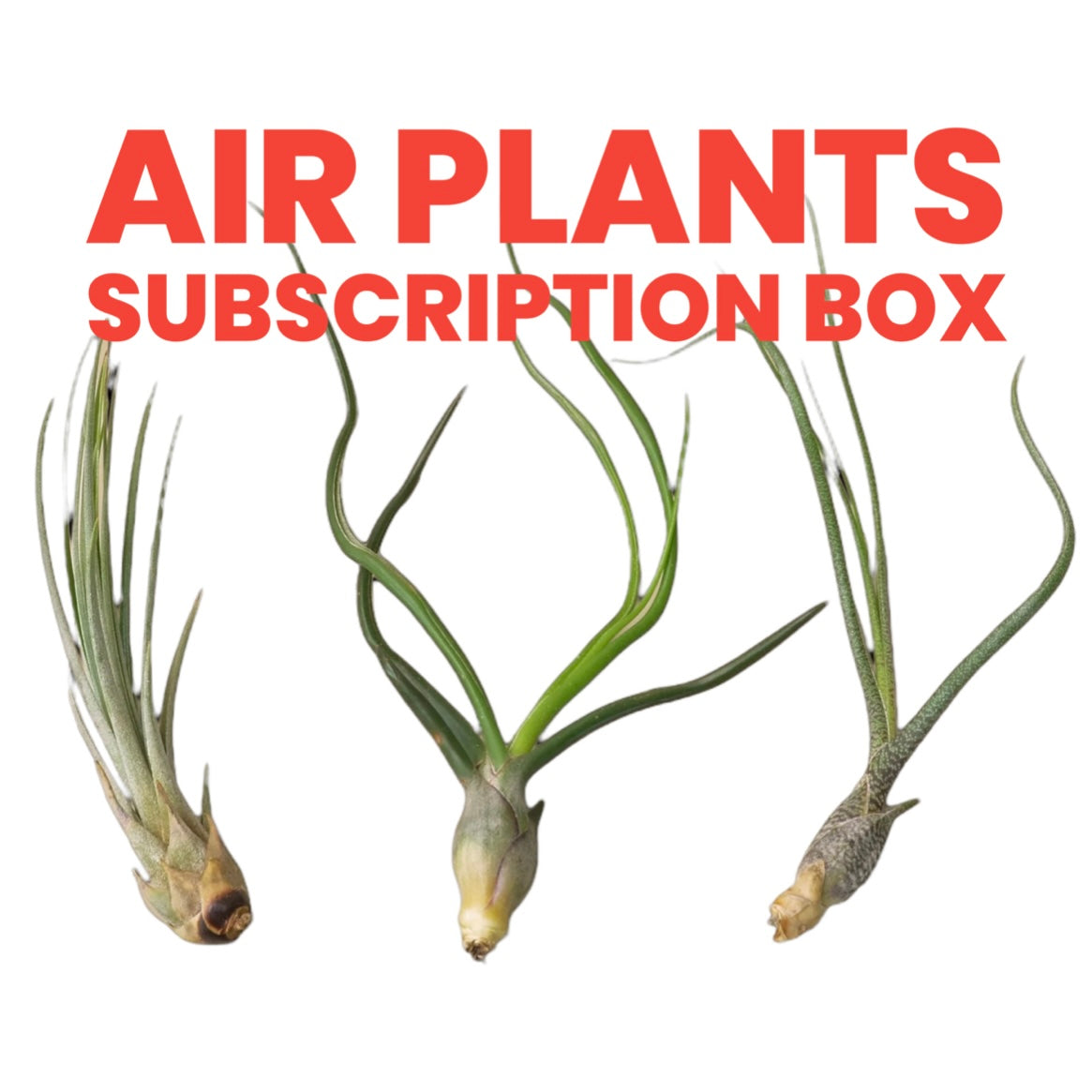 Air Plant Monthly Subscription Box