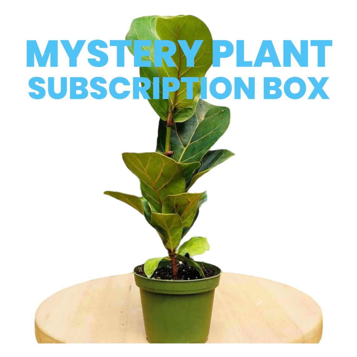 Mystery Plant Monthly Subscription Box