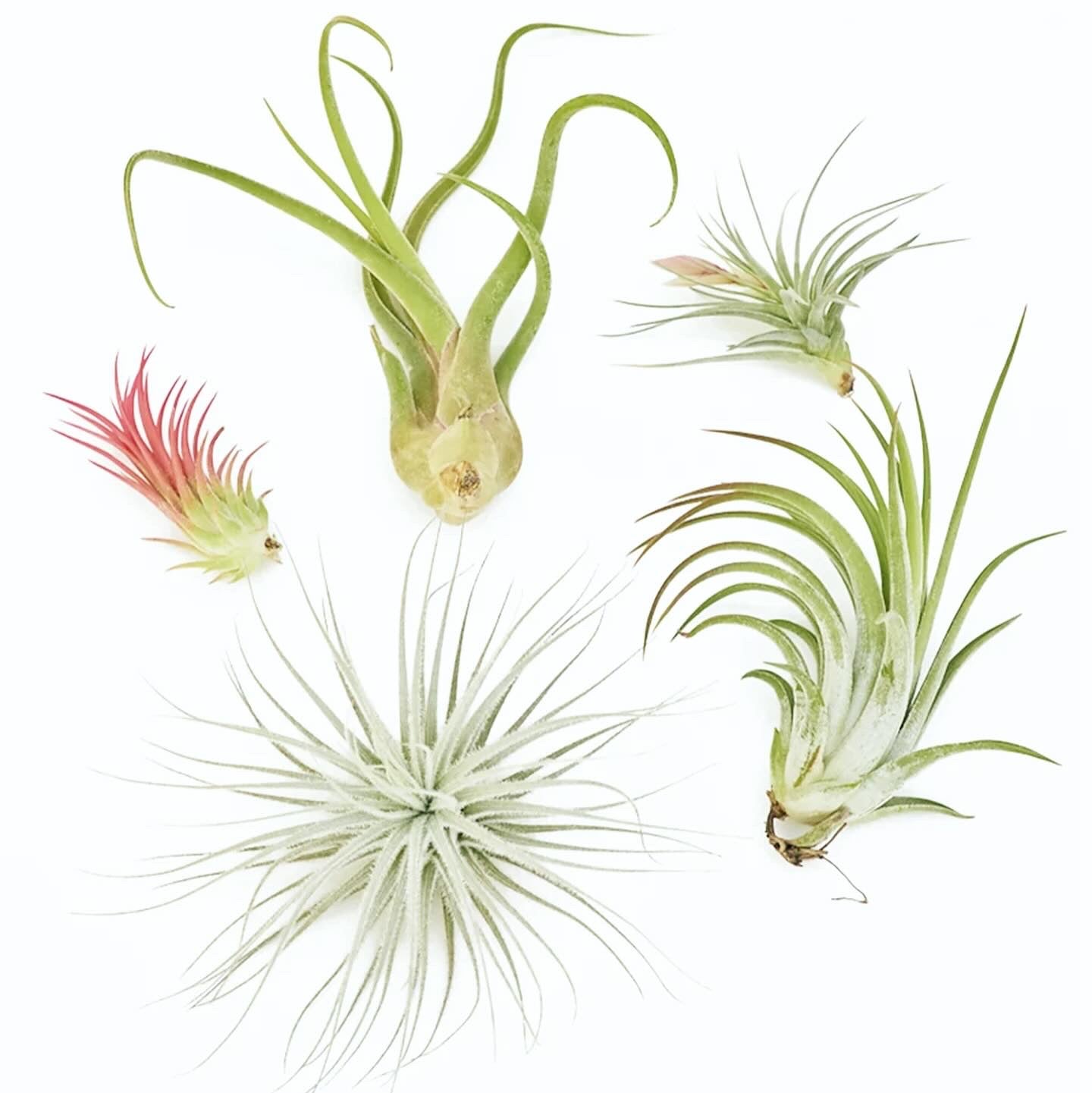 Air Plant Monthly Subscription Box
