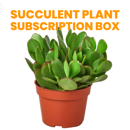Succulent Monthly Subscription Box